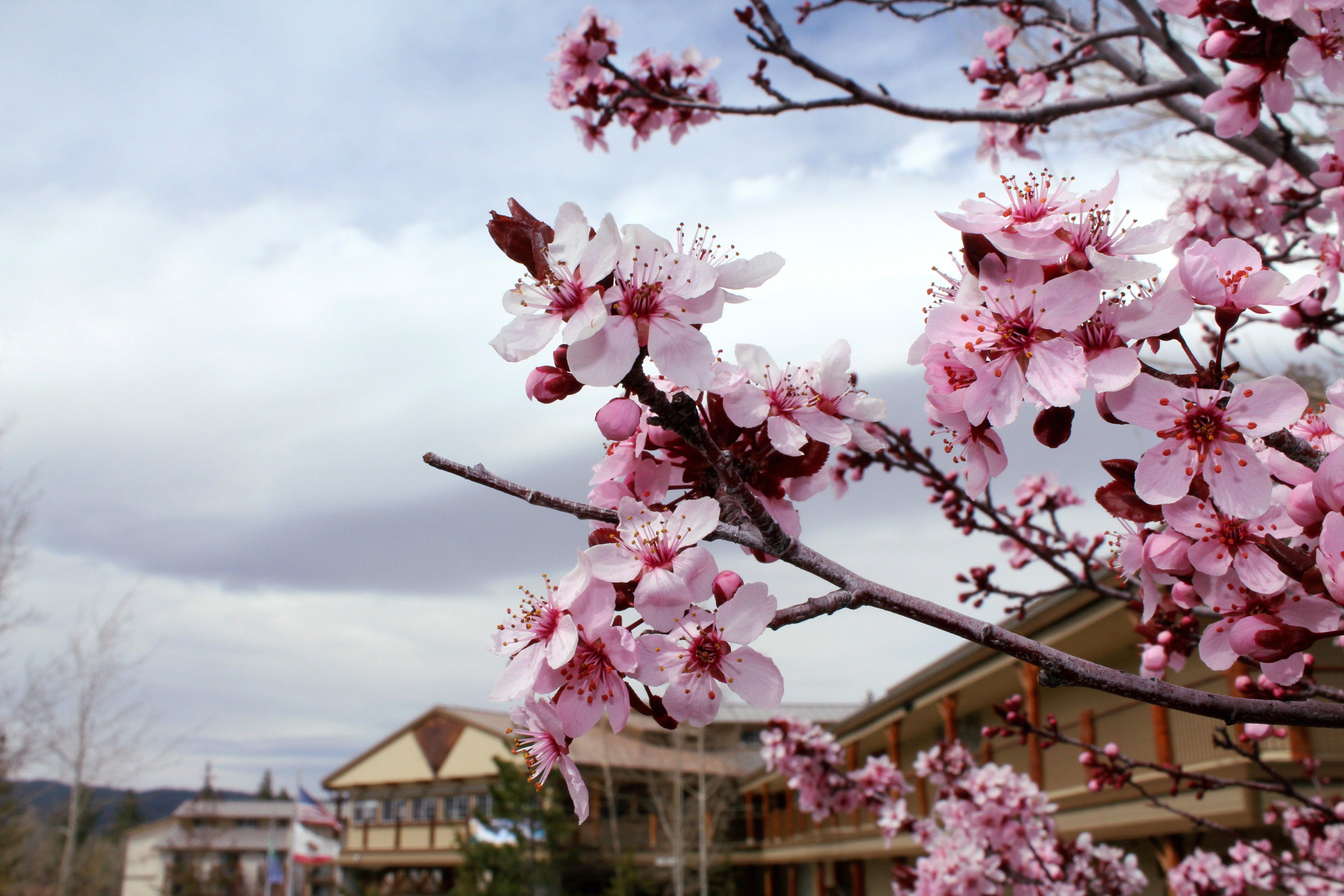 Holiday Inn Resort The Lodge At Big Bear Lake By Ihg Kültér fotó